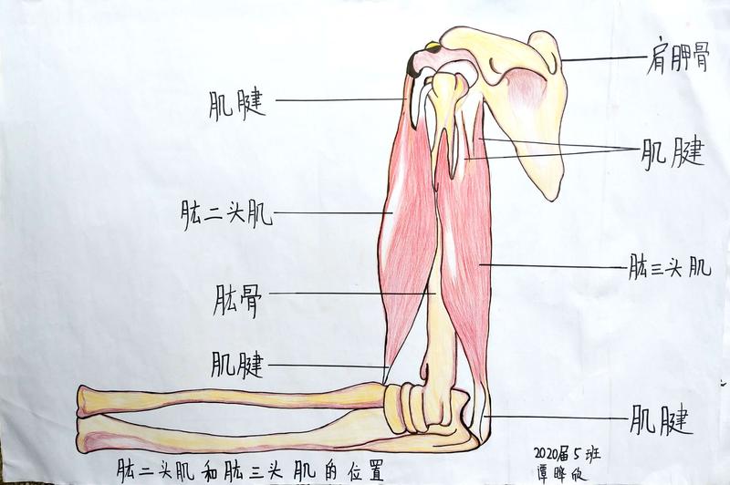 八年级上册——肱二头肌和肱三头肌