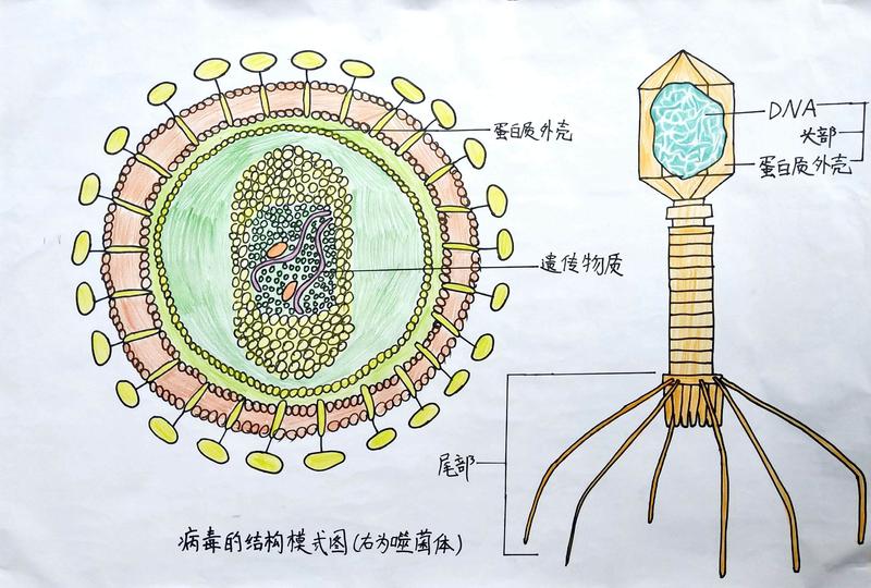 八年级上册—病毒的结构