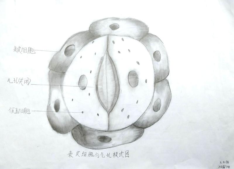 本次绘图素材为初中生物4本教材上的插图,但是初一的同学比较吃亏—