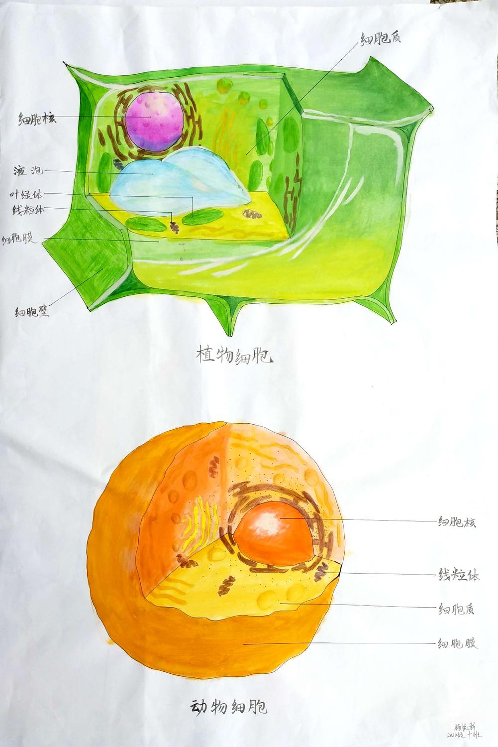 七年级上册——生物体的主要组织 1,人体的四种基本组织