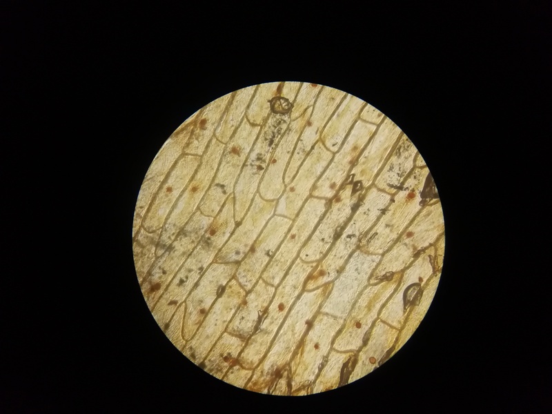 三,收放显微镜,收拾桌面,离开实验室最后,用一张气泡排队"爬山"的照片